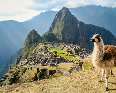 Llama in front of ancient inca town of Machu Picchu